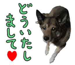 Lovely dog: SHIBU sticker #14478939