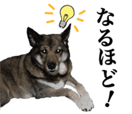 Lovely dog: SHIBU sticker #14478940