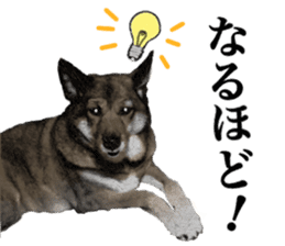 Lovely dog: SHIBU sticker #14478940