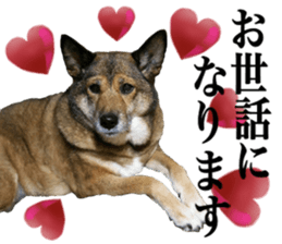Lovely dog: SHIBU sticker #14478941