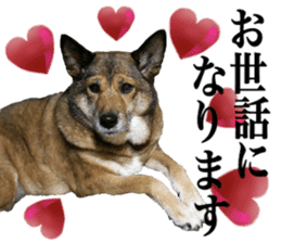 Lovely dog: SHIBU sticker #14478941
