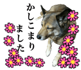 Lovely dog: SHIBU sticker #14478943