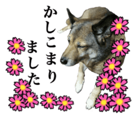 Lovely dog: SHIBU sticker #14478943