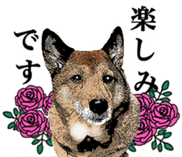 Lovely dog: SHIBU sticker #14478944