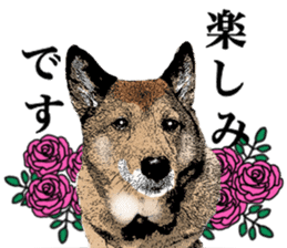 Lovely dog: SHIBU sticker #14478944
