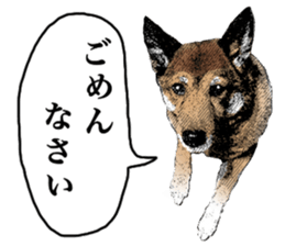 Lovely dog: SHIBU sticker #14478945
