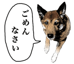 Lovely dog: SHIBU sticker #14478945