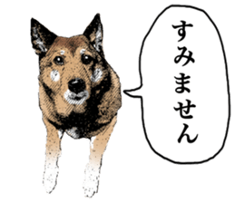 Lovely dog: SHIBU sticker #14478947