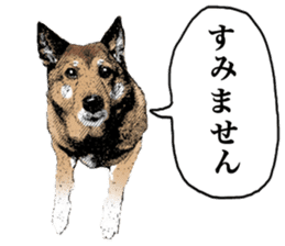 Lovely dog: SHIBU sticker #14478947