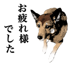 Lovely dog: SHIBU sticker #14478949