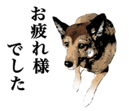 Lovely dog: SHIBU sticker #14478949