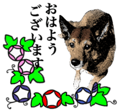 Lovely dog: SHIBU sticker #14478950