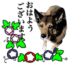Lovely dog: SHIBU sticker #14478950