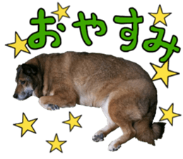 Lovely dog: SHIBU sticker #14478954