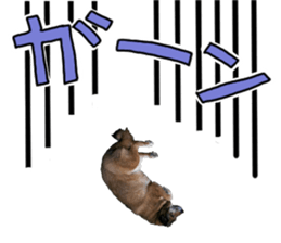 Lovely dog: SHIBU sticker #14478955