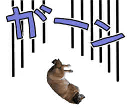 Lovely dog: SHIBU sticker #14478955