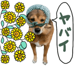Lovely dog: SHIBU sticker #14478957