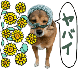 Lovely dog: SHIBU sticker #14478957