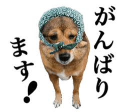 Lovely dog: SHIBU sticker #14478958