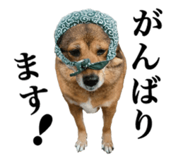 Lovely dog: SHIBU sticker #14478958