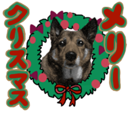 Lovely dog: SHIBU sticker #14478960