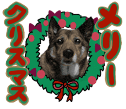 Lovely dog: SHIBU sticker #14478960