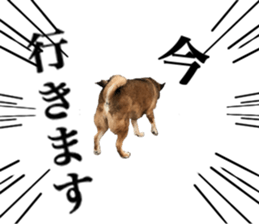 Lovely dog: SHIBU sticker #14478964