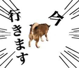 Lovely dog: SHIBU sticker #14478964