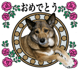 Lovely dog: SHIBU sticker #14478966