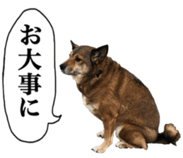 Lovely dog: SHIBU sticker #14478967