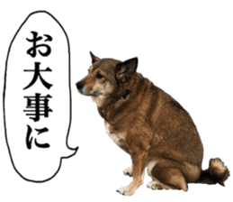 Lovely dog: SHIBU sticker #14478967