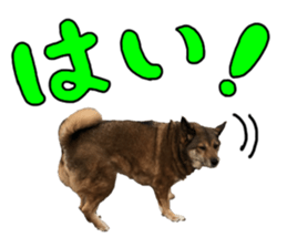 Lovely dog: SHIBU sticker #14478970