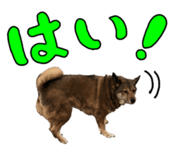 Lovely dog: SHIBU sticker #14478970