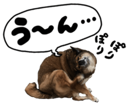 Lovely dog: SHIBU sticker #14478971