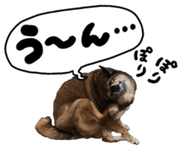 Lovely dog: SHIBU sticker #14478971