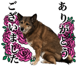 Lovely dog: SHIBU sticker #14478973