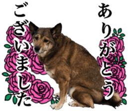 Lovely dog: SHIBU sticker #14478973