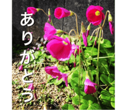 beauty nature photo sticker sticker #14480595