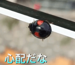 beauty nature photo sticker sticker #14480598