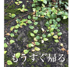 beauty nature photo sticker sticker #14480605