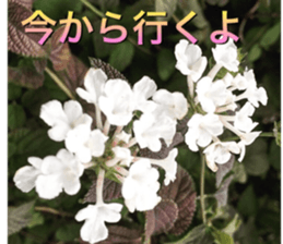 beauty nature photo sticker sticker #14480610