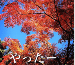 beauty nature photo sticker sticker #14480614