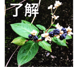 beauty nature photo sticker sticker #14480621