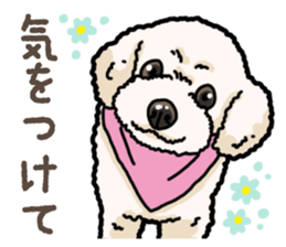 Daily poodle 2 sticker #14485691