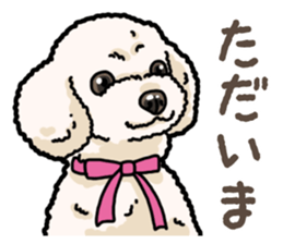 Daily poodle 2 sticker #14485694