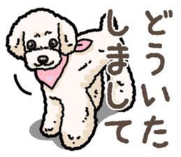 Daily poodle 2 sticker #14485702