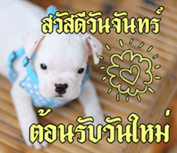 Hello Monday French bulldog sticker #14486254