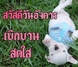 Hello Monday French bulldog sticker #14486255