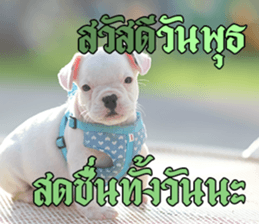 Hello Monday French bulldog sticker #14486256