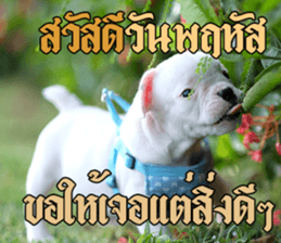 Hello Monday French bulldog sticker #14486257